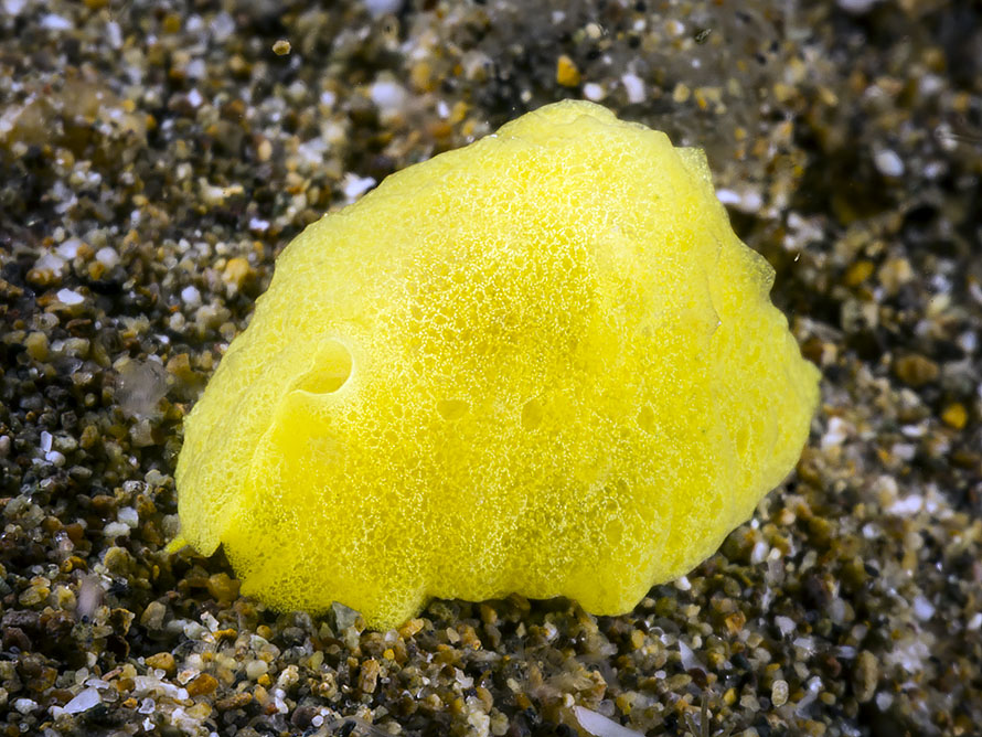 Lamellaria sp. D